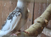 Young cockatiel