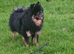 Tiny beautiful pomeranian stud