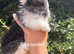 Lion head baby rabbits