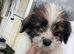 Shih Tzu cross jack Russell