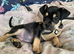 Mixed breed 8weeks old puppy