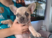 French bulldog pups (kc reg )