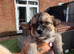 Pomchi puppies