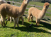 Group of 3 BAS registered Alpaca Females