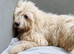 The best things in life are worth waiting for... Meet Barney