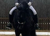 BLACK Beautiful 15.1 gelding