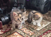 2 lovely kittens