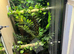 Pair of Green Tree Pythons (Morelia viridis) + Custom Complete Vivarium Setup – £1500