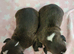 Kc reg black brindle white staffys