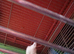 Young Cockatiels for sale