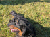 Long haired dachshund male