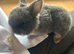 Mini lops (2 boys 1 girl)