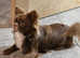 Stud louie longhaired Russian Chihuahua