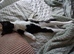 Kitten for rehome