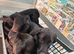 Puppies