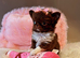 Chocolate chihuahuas