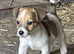 Mini jack Russel pups READY NOW