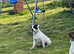 3 year old Russell dog