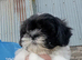 Lhasa X shihtzu pups