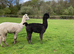 Beautiful Pet Females Available
