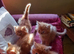 Glorious Ginger Fluffy Persian XTabby kittens