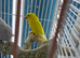 Indian Ringneck parrot
