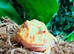 Lime White Horned Frog at Birmingham Reptiles