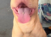 Staffie cross sha-pei male
