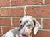 Litter of miniature Dashounds Isabella dapple