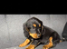 2 stunning cockerpoo girl puppies for sale!