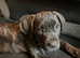 Presa Canieo Puppies
