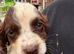 4 beautiful cocker puppys