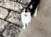 Maine coon cross ragdoll