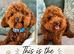 F1 Cockapoo puppies for sale