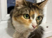 Cat for rehoming