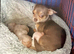 Gorgeous tiny Chihuahua puppies