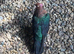 6 fancy pigeons