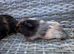 Baby guinea pigs REDUCED