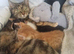 2 kittens