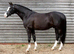 Exceptional TOTILLAH/dreamboy dressage filly available