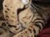 Bengal boy