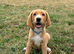 Lab x beagle pups