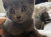 Grey kitten