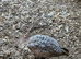 California, bob white,button and jumbo quails sale