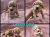 KC Reg health tested working cocker spaniels