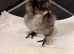 Silkie chicks