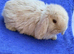 Mini lop boy ready to find his forever home