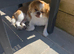 Japanese Chin Cross with a Shituz Male 13 Months Old