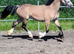 Beautiful quality welsh D dun mare