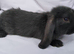 Cute French x Mini Lop kits looking for new homes